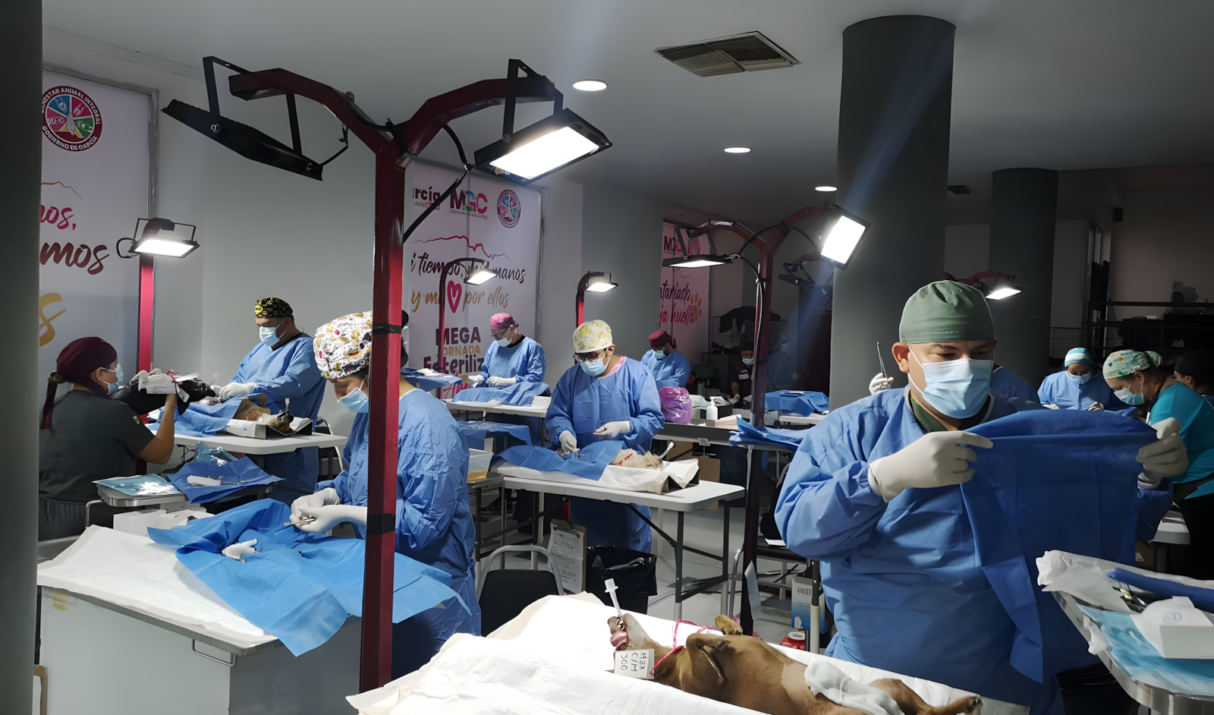 Campañas de esterilización y castración: una solución responsable para el bienestar animal