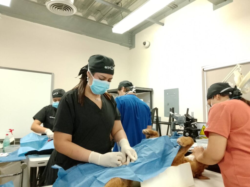 Veterinary team performing a spay procedure on a dog
