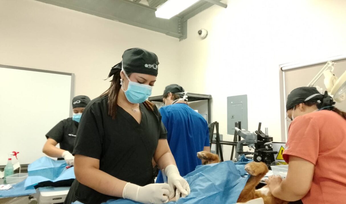 Spaying and Neutering Dogs and Cats: The Veterinarian’s Role in Population Health and Animal Welfare